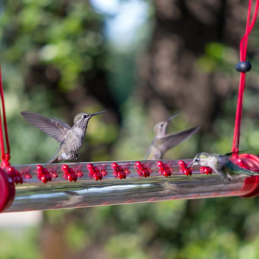 La meilleure mangeoire à colibris de Bob