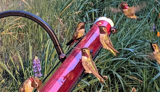 Le Meilleur Mangeoire à Colibris d'Anna