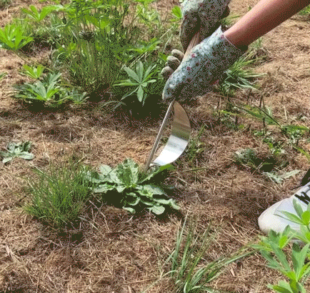 Arrache-mauvaises herbes en acier inoxydable Sherem