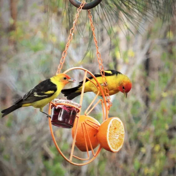 Mangeoire à oiseaux Sherem FruitLure