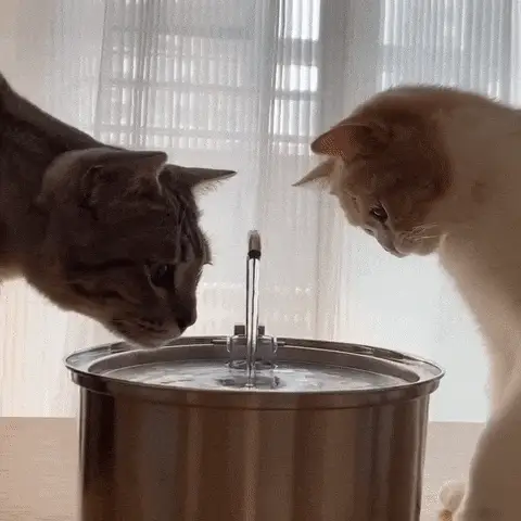 Fontaine à eau en acier inoxydable PetsBoro pour chat