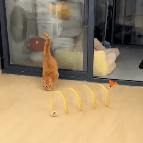Tunnel pour chat Joyhnny Pawspring