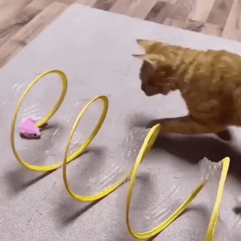 Tunnel pour chat Joyhnny Pawspring
