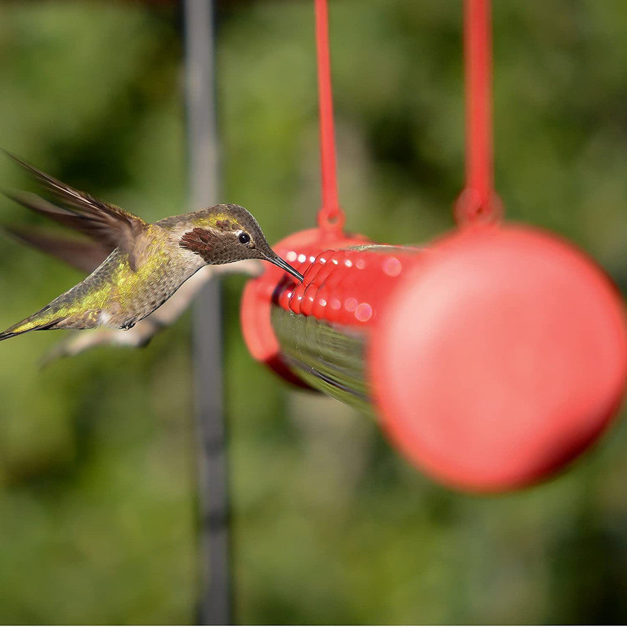 La meilleure mangeoire à colibris de Bob
