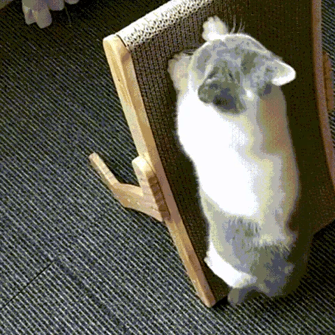 PetsBoro Cat Scratcher Bed