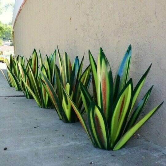 Plantes d'agave de Sherem Metal Tequila