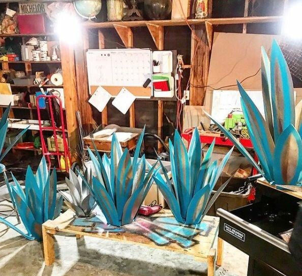 Plantes d'agave de Sherem Metal Tequila