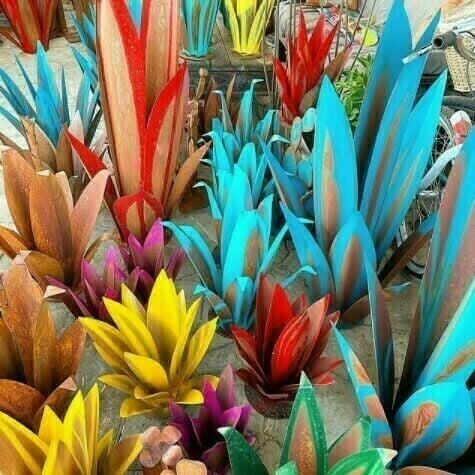 Plantes d'agave de Sherem Metal Tequila