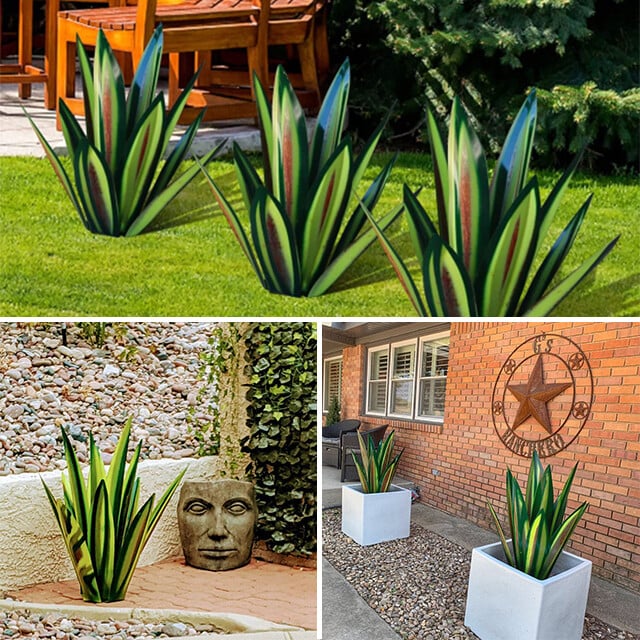 Plantes d'agave de Sherem Metal Tequila